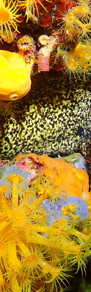 Tauchreisen Elba